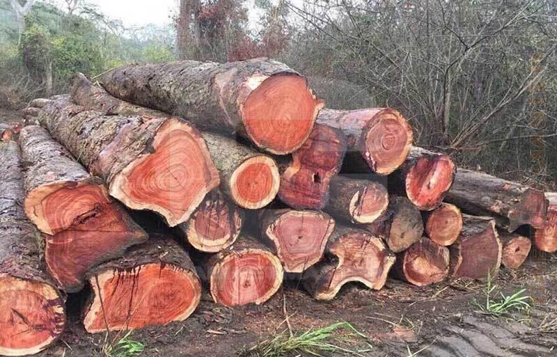 phân biệt gỗ tự nhiên và gỗ công nghiệp